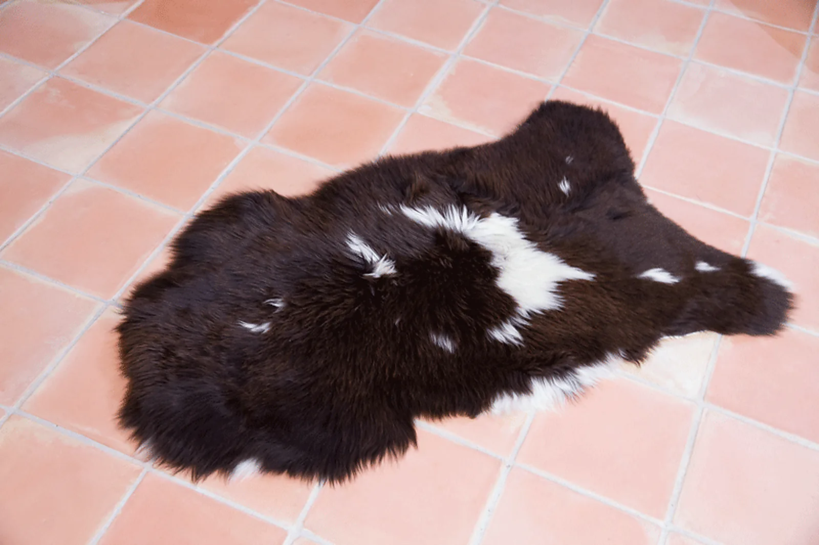 Peau de mouton UK Rare 90/100cm 05