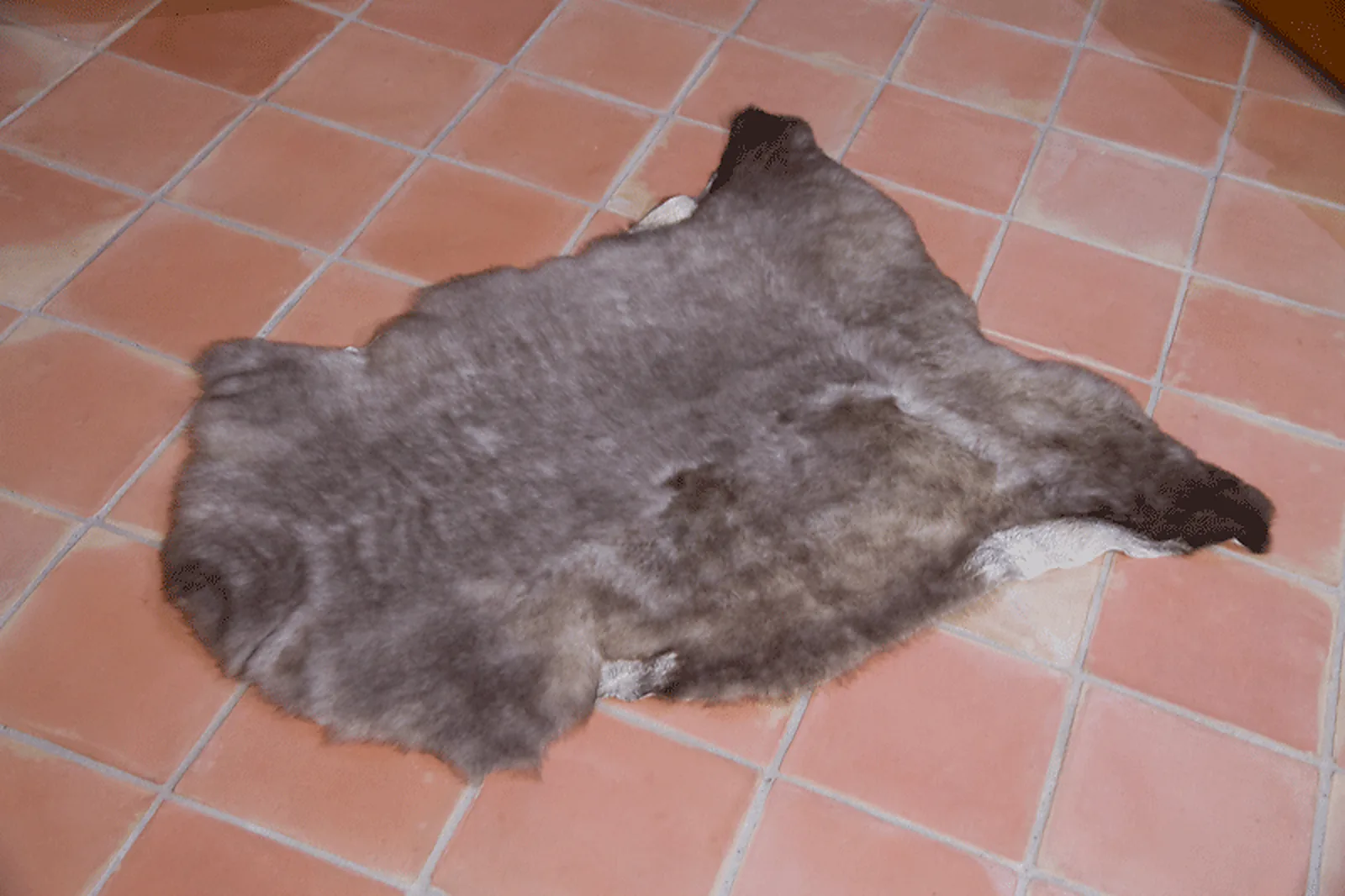 Peau de mouton UK Rare 90/100cm 06