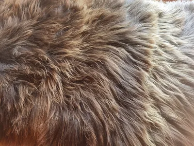 Tapis peau de mouton,Islande, 4 peaux, Marron rustique naturel